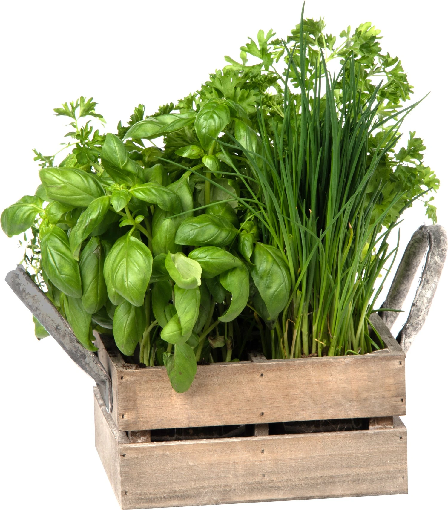 Florex Kruidenzaad 4 Keukenkruiden In Een Box 18 X 19,5 X 9 Cm 2 Florex Kruidenzaad 4 Keukenkruiden In Een Box 18 X 19,5 X 9 Cm - Afbeelding 2