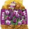 Florex Bloembollen Tulp (Tulipa) Paarse Mix 40 Stuks