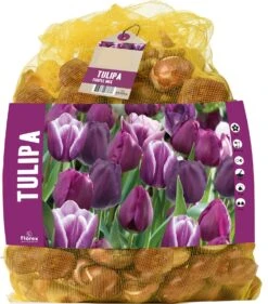 Florex Bloembollen Tulp (Tulipa) Paarse Mix 40 Stuks