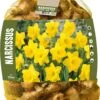 Florex Bloembollen Grootbloemige Narcis (Narcissus) Geel 40 Stuks