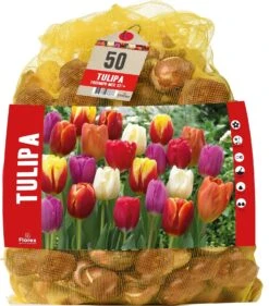 Florex Bloembollen Tulp (Tulipa 'Triumph') Gemengd 50 Stuks