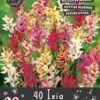 Florex Bloembollen Nuttige Bloemen Ixia (Ixia) Mix 10,5 X 17,5 X 22 Cm