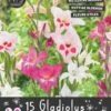 Florex Bloembollen Nuttige Bloemen Gladiool (Gladiolus Nanus) Mix 10,5 X 17,5 X 22 Cm