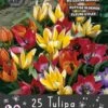 Florex Bloembollen Nuttige Bloemen Tulp (Tulipa) Botanische Mix 10,5 X 17,5 X 22 Cm