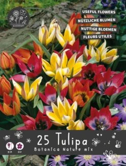 Florex Bloembollen Nuttige Bloemen Tulp (Tulipa) Botanische Mix 10,5 X 17,5 X 22 Cm