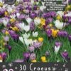 Florex Bloembollen Nuttige Bloemen Krokus (Crocus Grandiflorum) Nature Mix 10,5 X 17,5 X 22 Cm