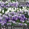 Florex Bloembollen Nuttige Bloemen Krokus (Crocus 'Blue Meadow') Mix 10,5 X 17,5 X 22 Cm