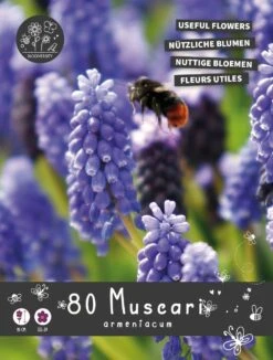 Florex Bloembollen Nuttige Bloemen Blauw Druifje (Muscari Armeniacum) 10,5 X 17,5 X 22 Cm