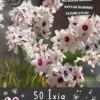 Florex Bloembollen Nuttige Bloemen Ixia (Ixia 'Spotlight') 10,5 X 17,5 X 22 Cm