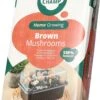 Mini Champ Home Growing Bruine Champignons 27,7 X 8,6 X 17,5 Cm
