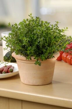 Bergbonenkruid (Satureja Montana) D 18 H 20 Cm