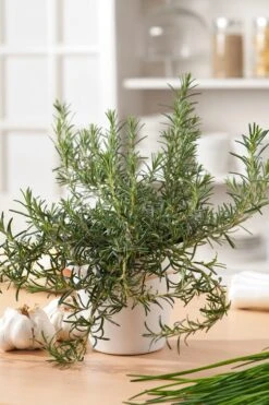 Kruip Rozemarijn (Rosmarinus Officinalis 'Prostratus')