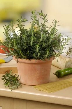 Rozemarijn (Rosmarinus Officinalis) D 18 H 20 Cm