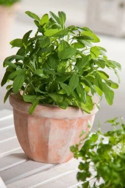 Salie (Salvia Officinalis) D 18 H 20 Cm