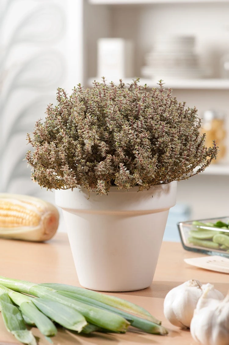 Tijm (Thymus Vulgaris In Soorten) D 18 H 20 Cm 1 Tijm (Thymus Vulgaris In Soorten) D 18 H 20 Cm