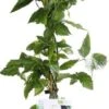 Doornloze Braam (Rubus Fruticosus 'Black Satin') D 19 H 55 Cm
