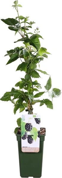 Doornloze Braam (Rubus Fruticosus 'Black Satin') D 19 H 55 Cm