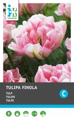 Intratuin Bloembollen Tulp (Tulipa 'Finola') 10 Stuks