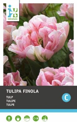 Intratuin Bloembollen Tulp (Tulipa 'Finola') 10 Stuks -Mooi Moestuin 8717263341178 2 2