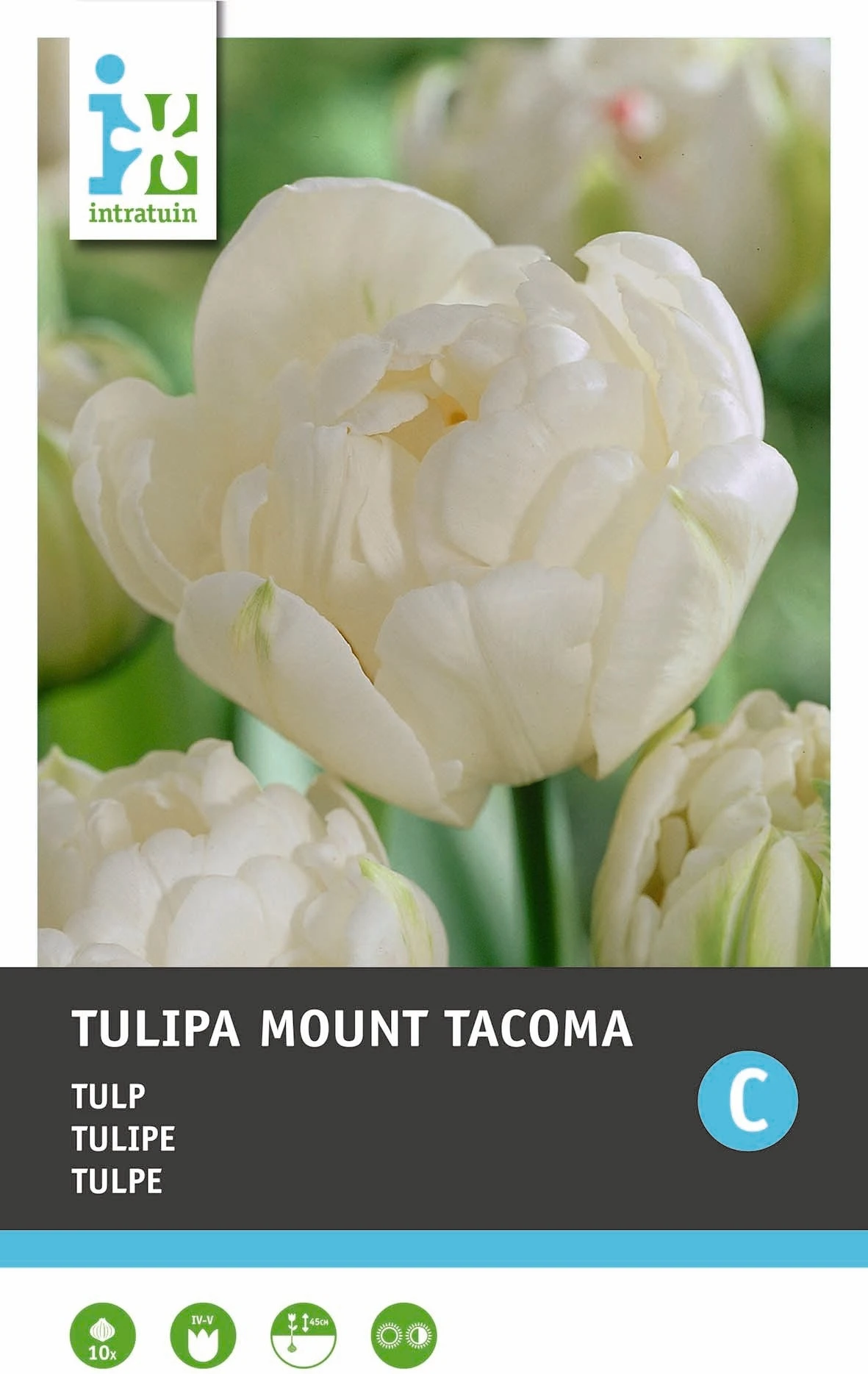 Intratuin Bloembollen Tulp (Tulipa 'Mount Tacoma') 10 Stuks 1 Intratuin Bloembollen Tulp (Tulipa 'Mount Tacoma') 10 Stuks