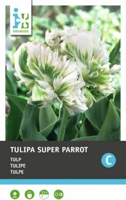 Intratuin Bloembollen Tulp (Tulipa 'Super Parrot') 10 Stuks