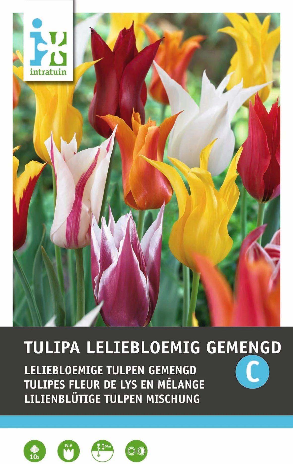 Intratuin Bloembollen Tulp (Tulipa 'Lilyflowering') Leliebloemig Gemengd 10 Stuks 1 Intratuin Bloembollen Tulp (Tulipa 'Lilyflowering') Leliebloemig Gemengd 10 Stuks