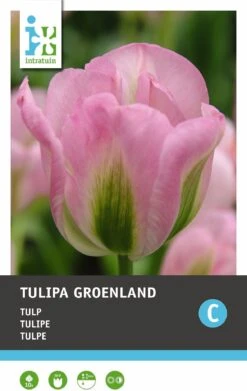 Intratuin Bloembollen Tulp (Tulipa 'Groenland') 10 Stuks