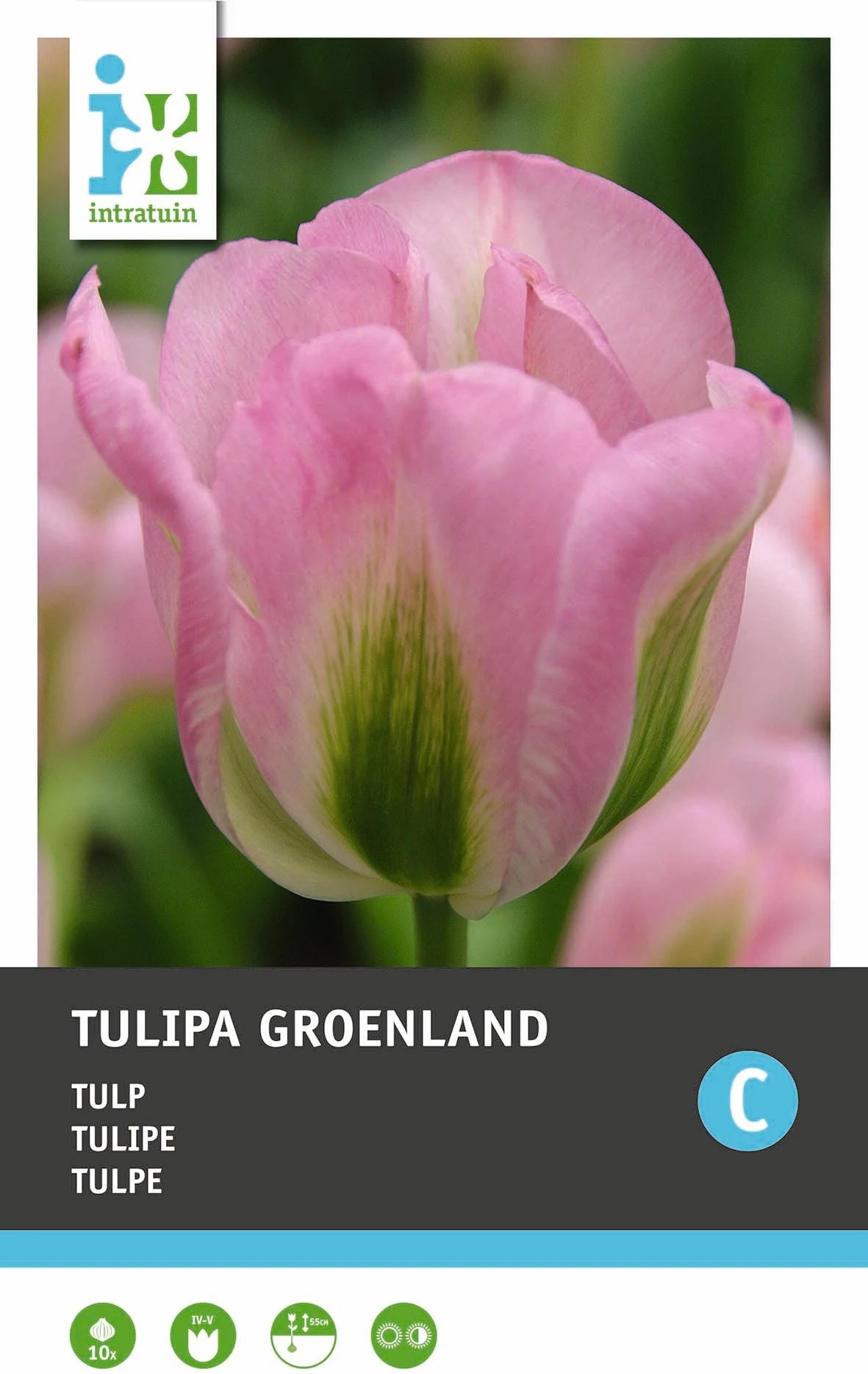 Intratuin Bloembollen Tulp (Tulipa 'Groenland') 10 Stuks 1 Intratuin Bloembollen Tulp (Tulipa 'Groenland') 10 Stuks