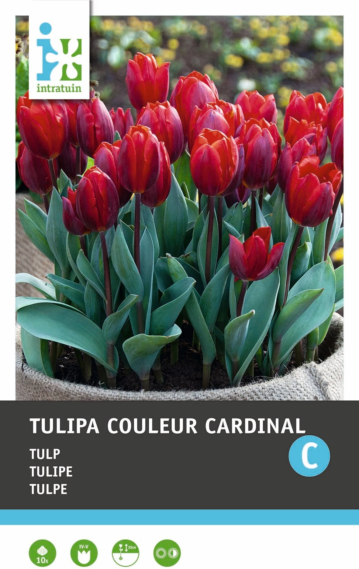 Intratuin Bloembollen Tulp (Tulipa 'Couleur Cardinal') 10 Stuks 1 Intratuin Bloembollen Tulp (Tulipa 'Couleur Cardinal') 10 Stuks
