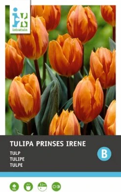 Intratuin Bloembollen Tulp (Tulipa 'Prinses Irene') 10 Stuks