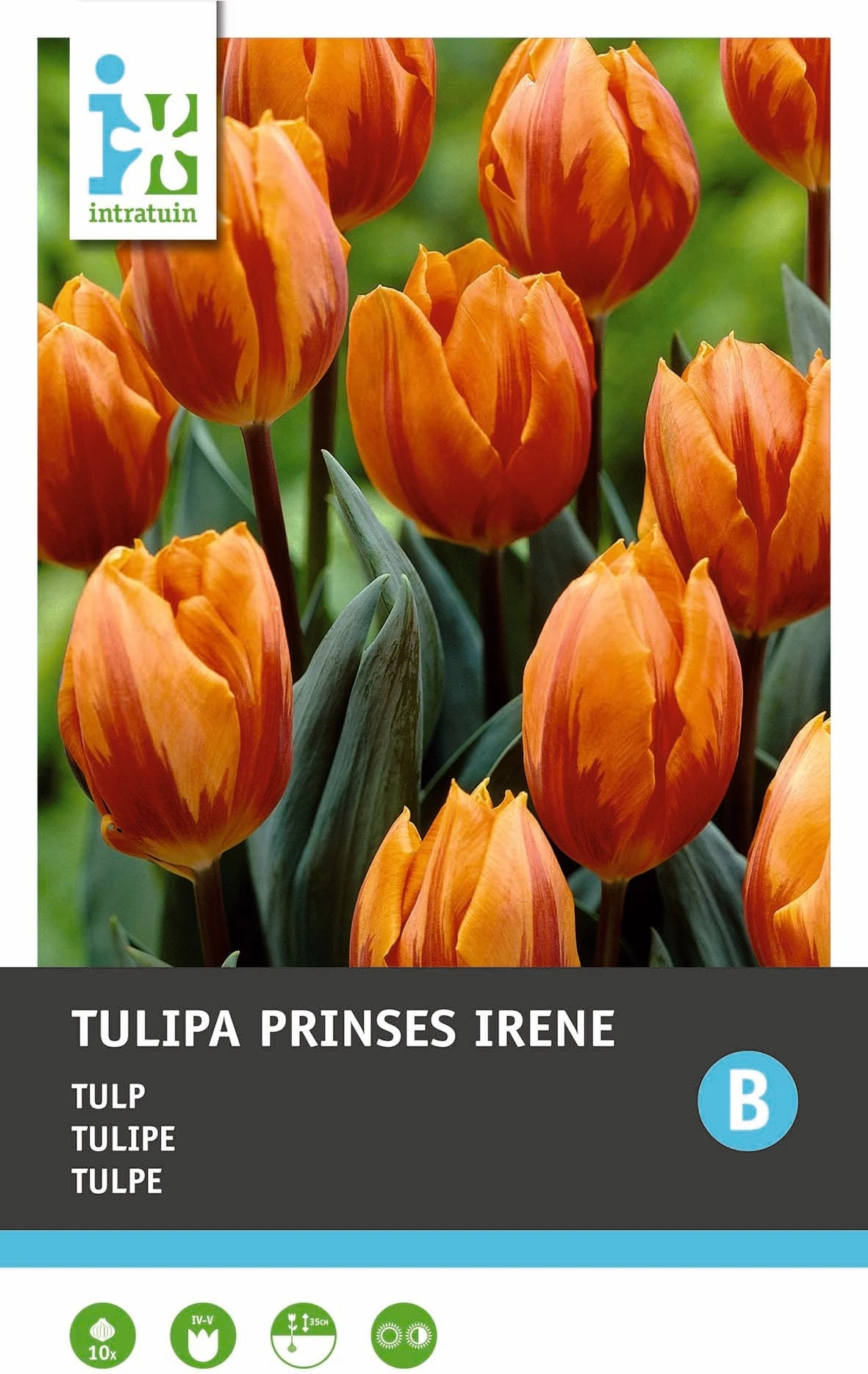Intratuin Bloembollen Tulp (Tulipa 'Prinses Irene') 10 Stuks 1 Intratuin Bloembollen Tulp (Tulipa 'Prinses Irene') 10 Stuks