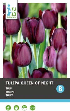 Intratuin Bloembollen Tulp (Tulipa 'Queen Of Night') 10 Stuks