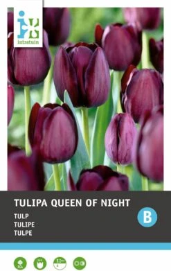 Intratuin Bloembollen Tulp (Tulipa 'Queen Of Night') 10 Stuks -Mooi Moestuin 8717263341499 2 2