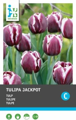 Intratuin Bloembollen Tulp (Tulipa 'Jackpot') 10 Stuks