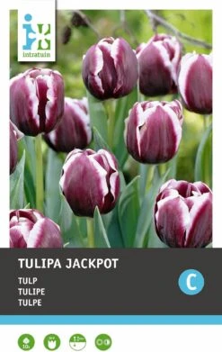 Intratuin Bloembollen Tulp (Tulipa 'Jackpot') 10 Stuks -Mooi Moestuin 8717263341529 2 2