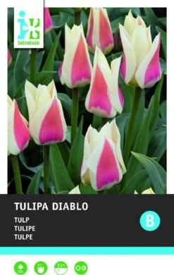 Intratuin Bloembollen Tulp (Tulipa 'Diablo') 10 Stuks