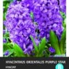 Intratuin Bloembollen Hyacint (Hyacinthus Orientalis 'Purple Star') 5 Stuks