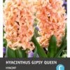 Intratuin Bloembollen Hyacint (Hyacinthus 'Gipsy Queen') 5 Stuks