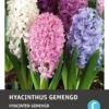 Intratuin Bloembollen Hyacint (Hyacinthus) Mix 5 Stuks