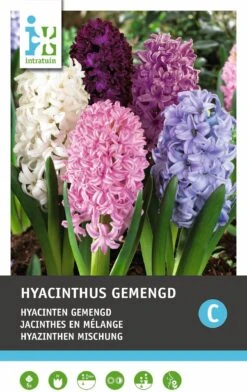 Intratuin Bloembollen Hyacint (Hyacinthus) Mix 5 Stuks