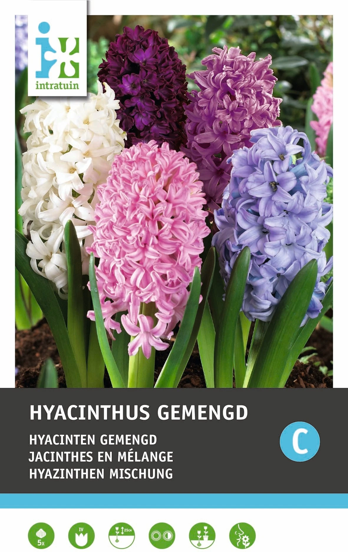 Intratuin Bloembollen Hyacint (Hyacinthus) Mix 5 Stuks 1 Intratuin Bloembollen Hyacint (Hyacinthus) Mix 5 Stuks