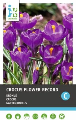 Intratuin Bloembollen Krokus (Crocus 'Flower Record') 15 Stuks