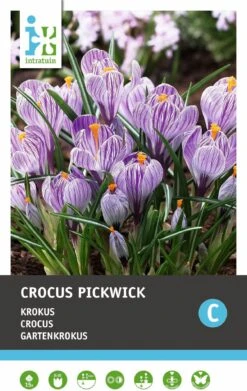 Intratuin Bloembollen Krokus (Crocus 'Pickwick') 15 Stuks