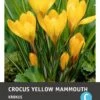 Intratuin Bloembollen Krokus (Crocus 'Yellow Mammouth') 15 Stuks