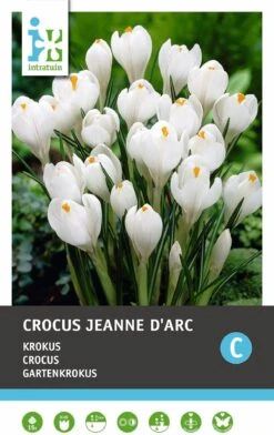 Intratuin Bloembollen Krokus (Crocus 'Jeanne D'Arc') 15 Stuks