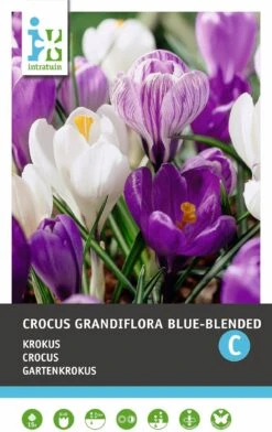 Intratuin Bloembollen Krokus (Crocus Grandiflora 'Blue-Blended') Gemengd 15 Stuks