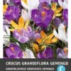 Intratuin Bloembollen Krokus (Crocus Grandiflora) Gemengd 15 Stuks