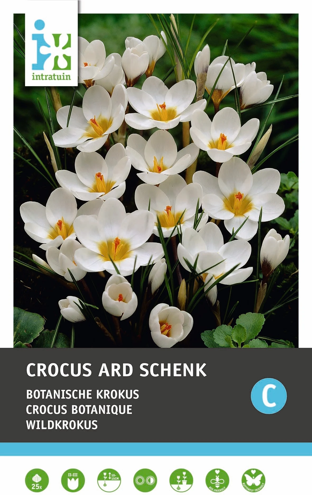 Intratuin Bloembollen Krokus (Crocus 'Ard Schenk') 25 Stuks 1 Intratuin Bloembollen Krokus (Crocus 'Ard Schenk') 25 Stuks