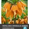 Intratuin Bloembollen Keizerskroon (Fritillaria Imperialis 'Aurora')