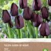 Intratuin Biologische Bloembollen Tulp (Tulipa 'Queen Of Night') 6 Stuks